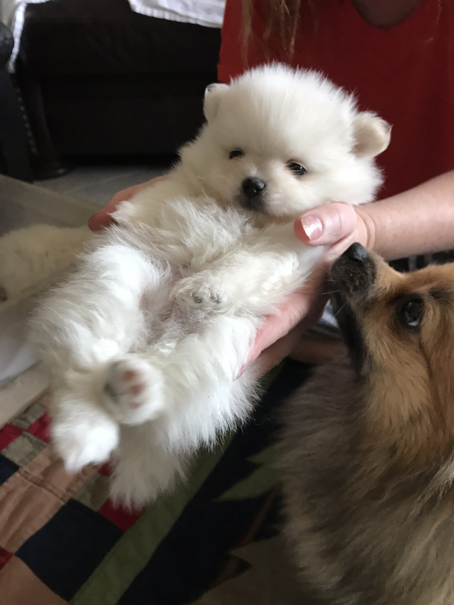 Arizona White Pomeranians