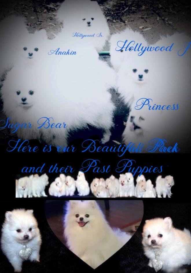 Arizona white hot sale pomeranians